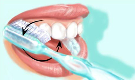 Technique de brossage des dents 3